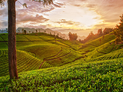 Coffee Plantations of Chikmagalur